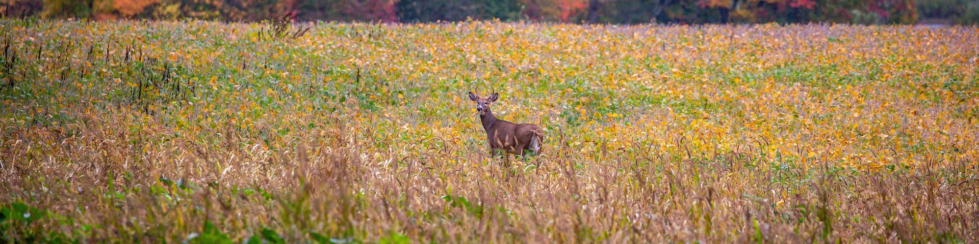 White-tailed deer buck (odocoileus virginianus) standing in a soybean field in September