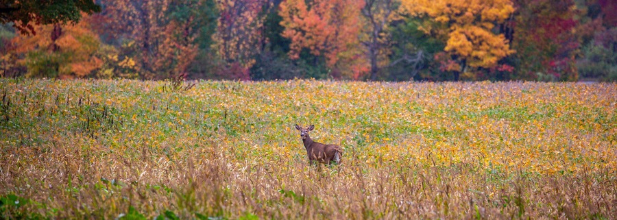 White-tailed deer buck (odocoileus virginianus) standing in a soybean field in September