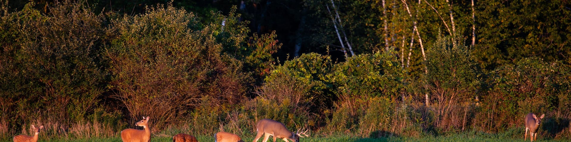 A herd of deer grazing in a grassy field with dense trees in the background.