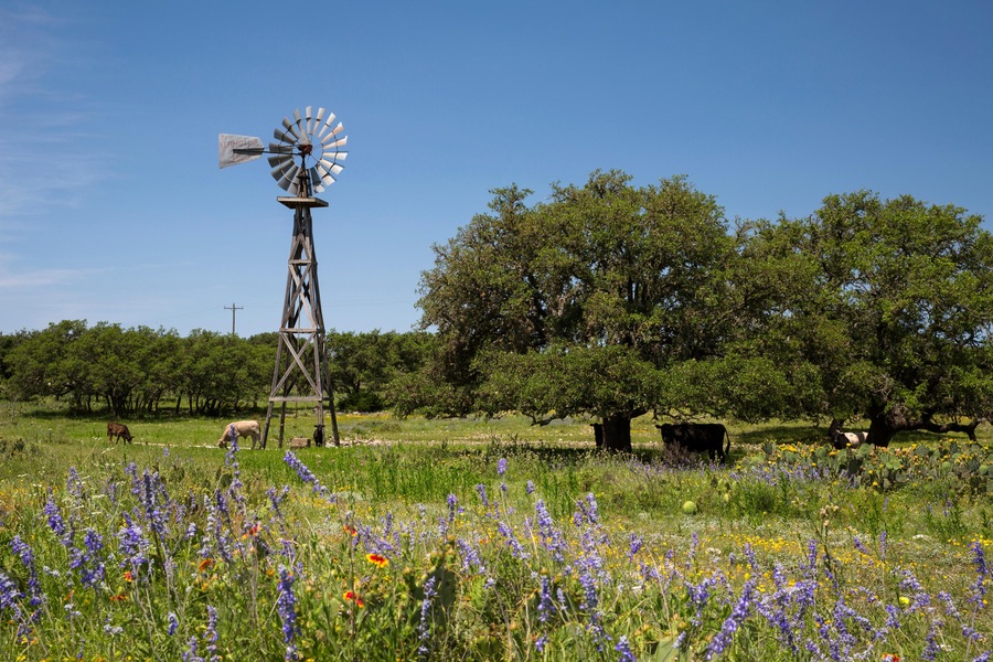 G3WY5W Texas ranch scene with windmill, longhorns, wildflowers, and oak trees