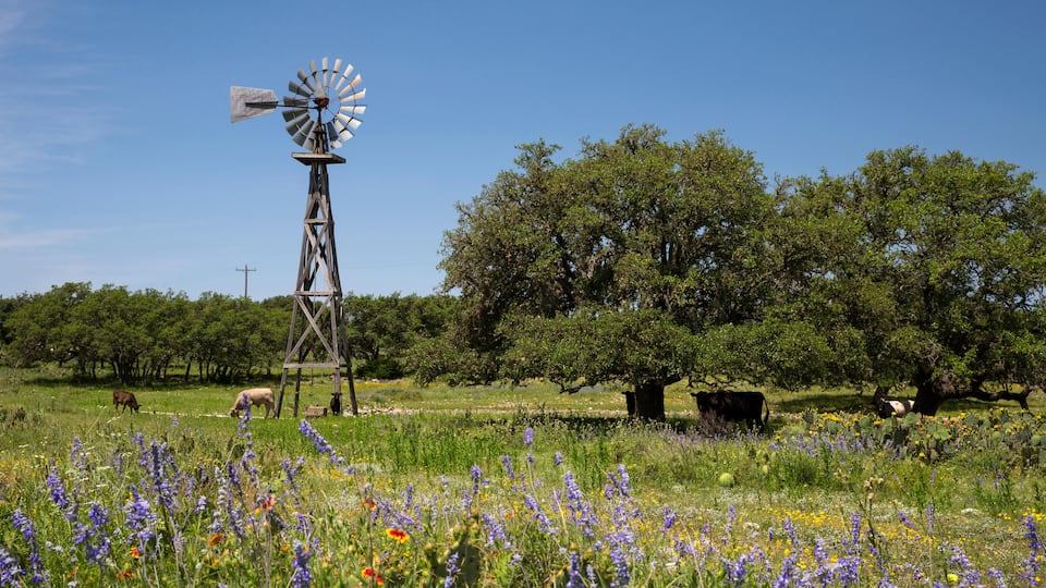 A windmill, grazing animals, and wildflowers in a field.