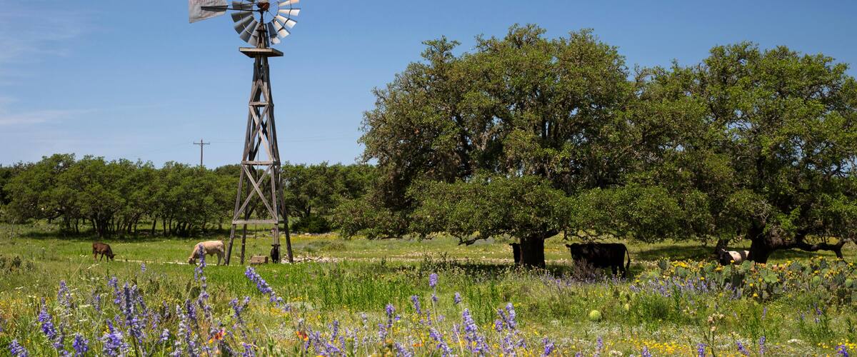 G3WY5W Texas ranch scene with windmill, longhorns, wildflowers, and oak trees