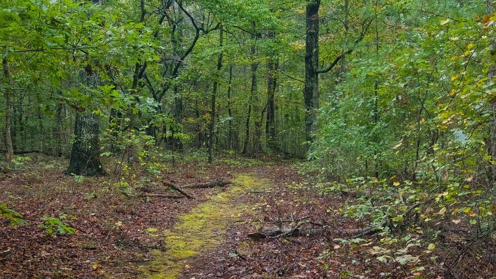 A forest with a muddy path, dense green foliage, and a fallen tree.