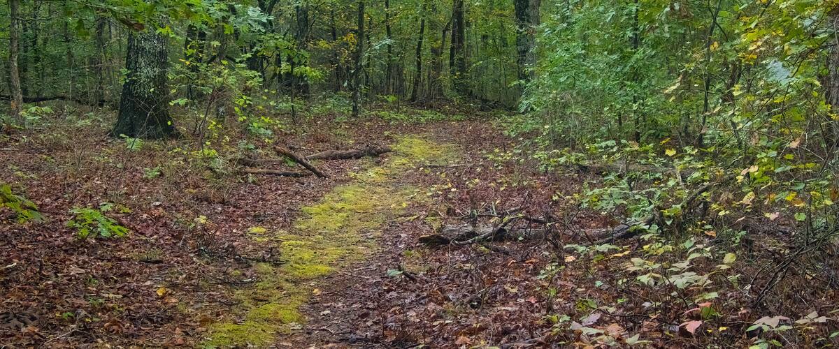 Autumn landscape of a mossy nature trail passing through a lush forest along the Natchez Trace Parkway in Tennessee.
