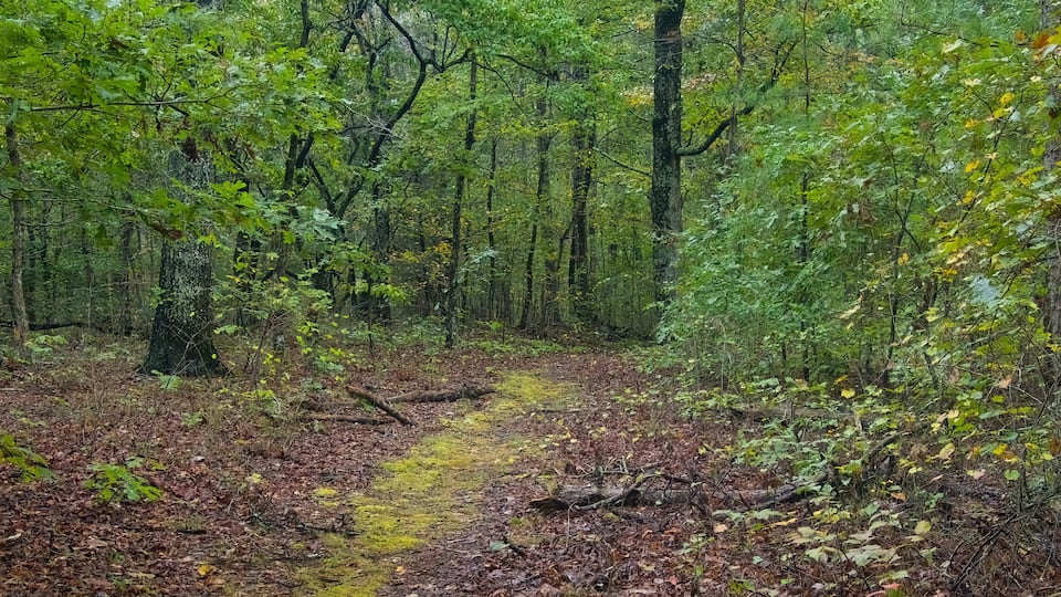 A forest with a muddy path, dense green foliage, and a fallen tree.