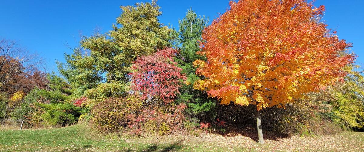 Autumn trees with yellow leaves in Vineland, Ontario, Canada
