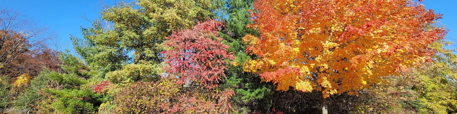 Autumn trees with yellow leaves in Vineland, Ontario, Canada