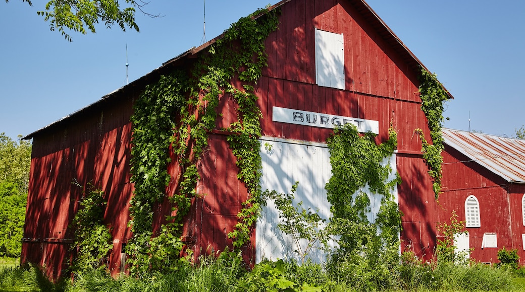 Rustic Red Barn with Ivy in Fort Wayne, Indiana
