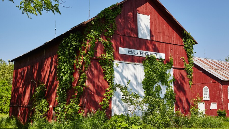Rustic Red Barn with Ivy in Fort Wayne, Indiana