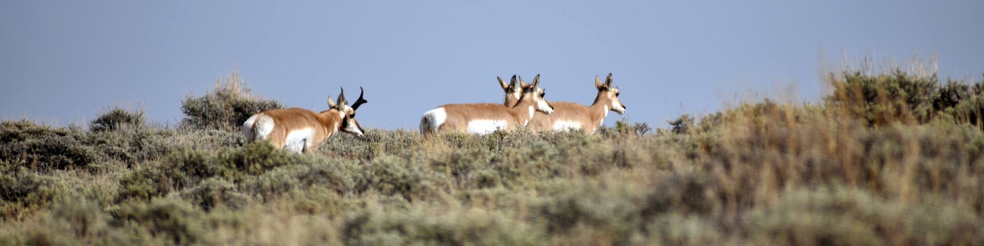 Pronghorn in the Fields of Northern Colorado