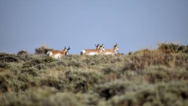Pronghorn in the Fields of Northern Colorado
