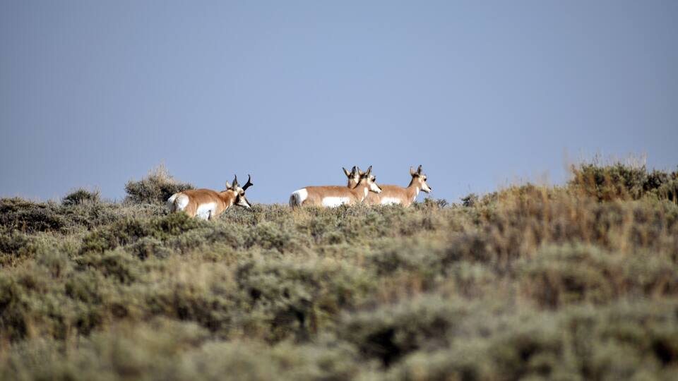 Three antelopes on a grassy hill with a clear blue sky.