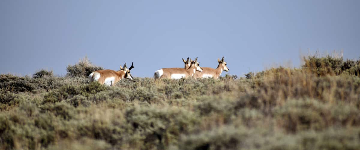 Three antelopes on a grassy hill with a clear blue sky.