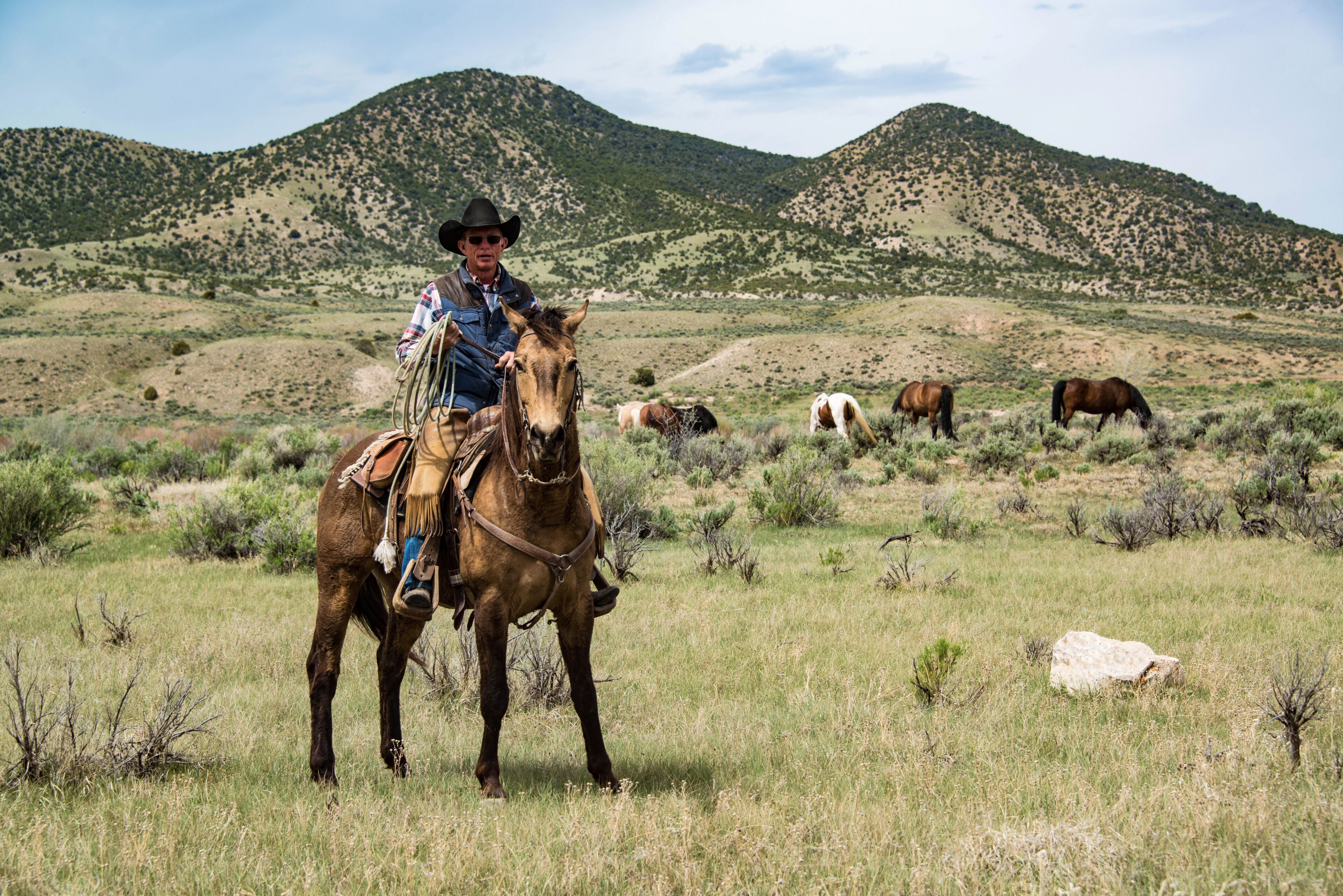 Cowboy wrangler ranch hand with rope on working horse on sage brush prairie