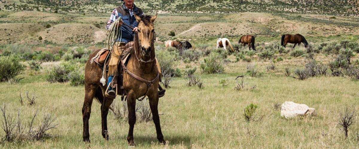 Cowboy wrangler ranch hand with rope on working horse on sage brush prairie