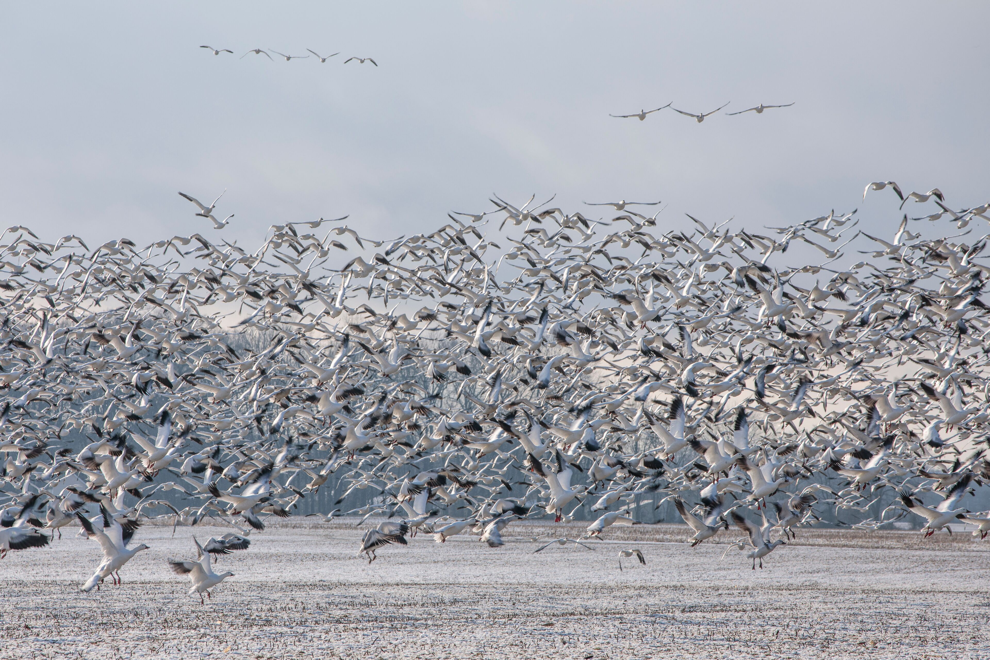 Thousands of Snow Geese in flight above Maryland's Eastern Shore.