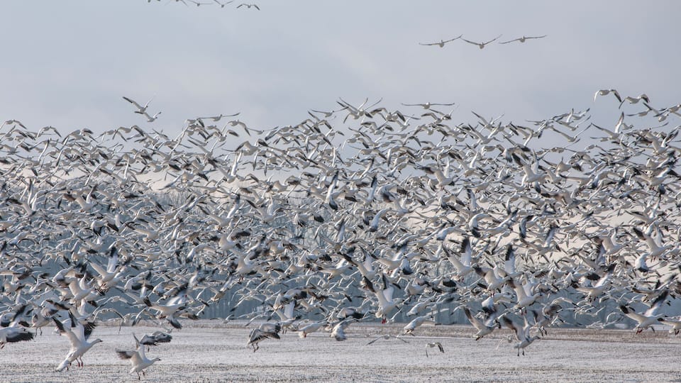 Thousands of Snow Geese in flight above Maryland's Eastern Shore.