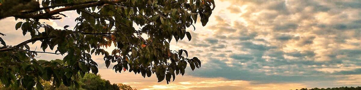 Irish creek near St Michael’s Maryland. View from my American family’s dock. I wish I was back there now. Taken at sunrise