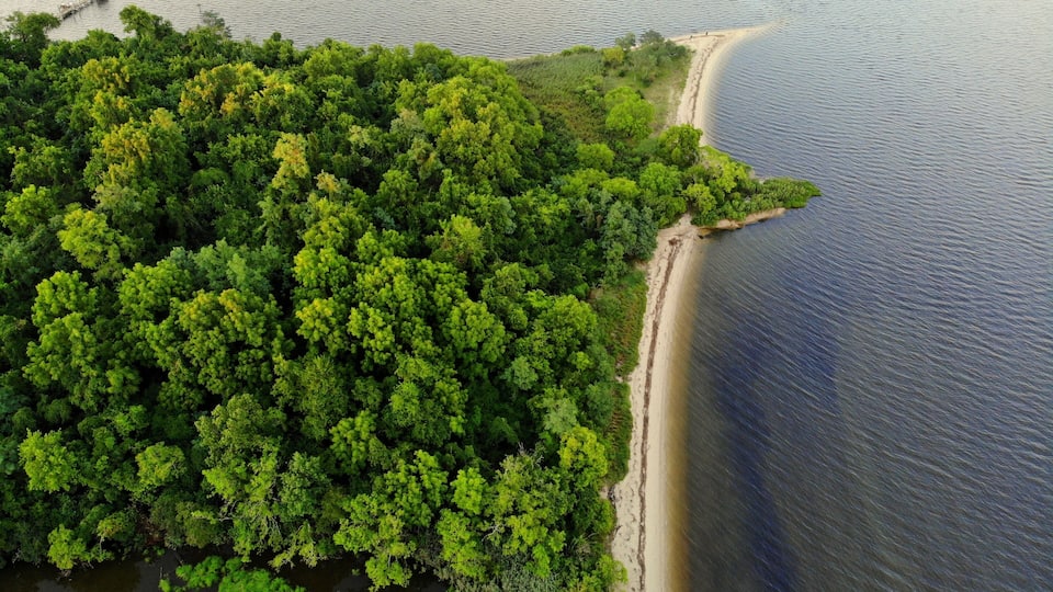 A coastal forested area with a sandy beach and calm water.