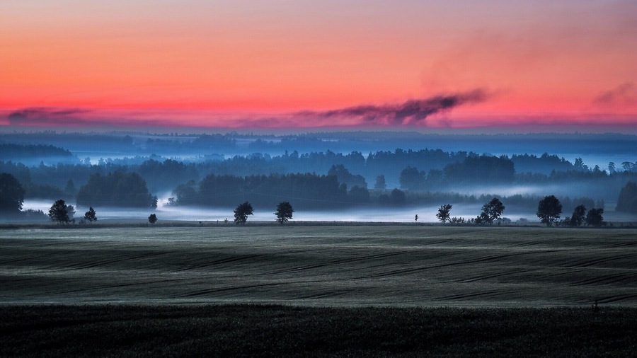 Paisagem nevoenta com nascer ou pôr do sol, campos e uma linha de árvores ao longe.