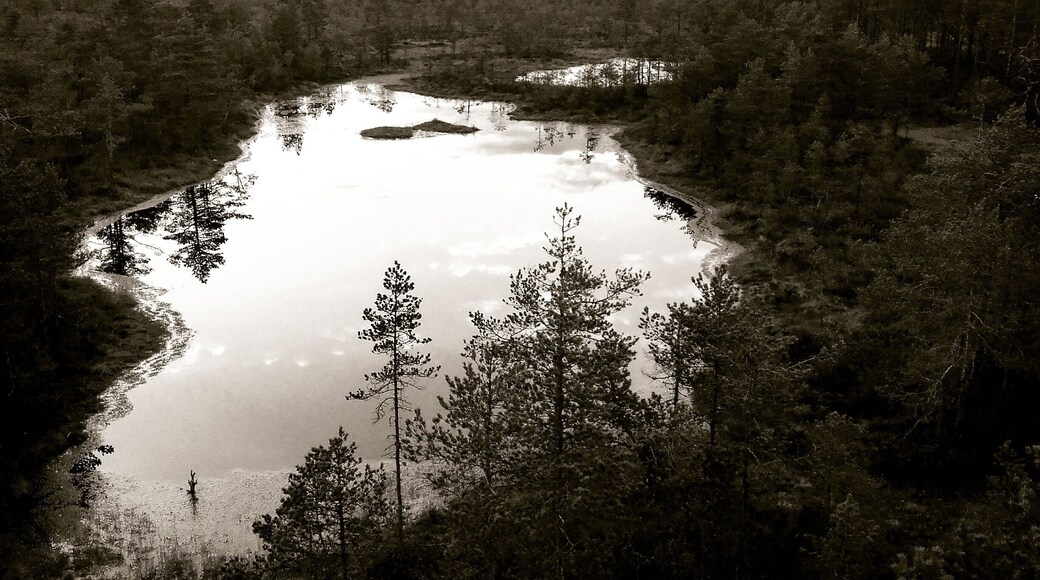 Got taken to the bogs😃😃 a fellow couchsurfer treated me to.this one. Bkessed
Fantastic national park.
#Estonia #Estonian #mustsee #scenery #nature #bog #mustestonia #baltics #vacation #beautiful #being #seizingthemoment #highlights
#blessed