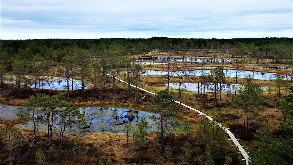 A wetland area with multiple ponds, a white boardwalk, and sparse trees.