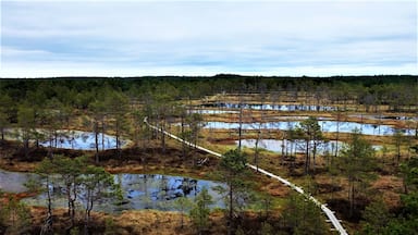 A wetland area with multiple ponds, a white boardwalk, and sparse trees.