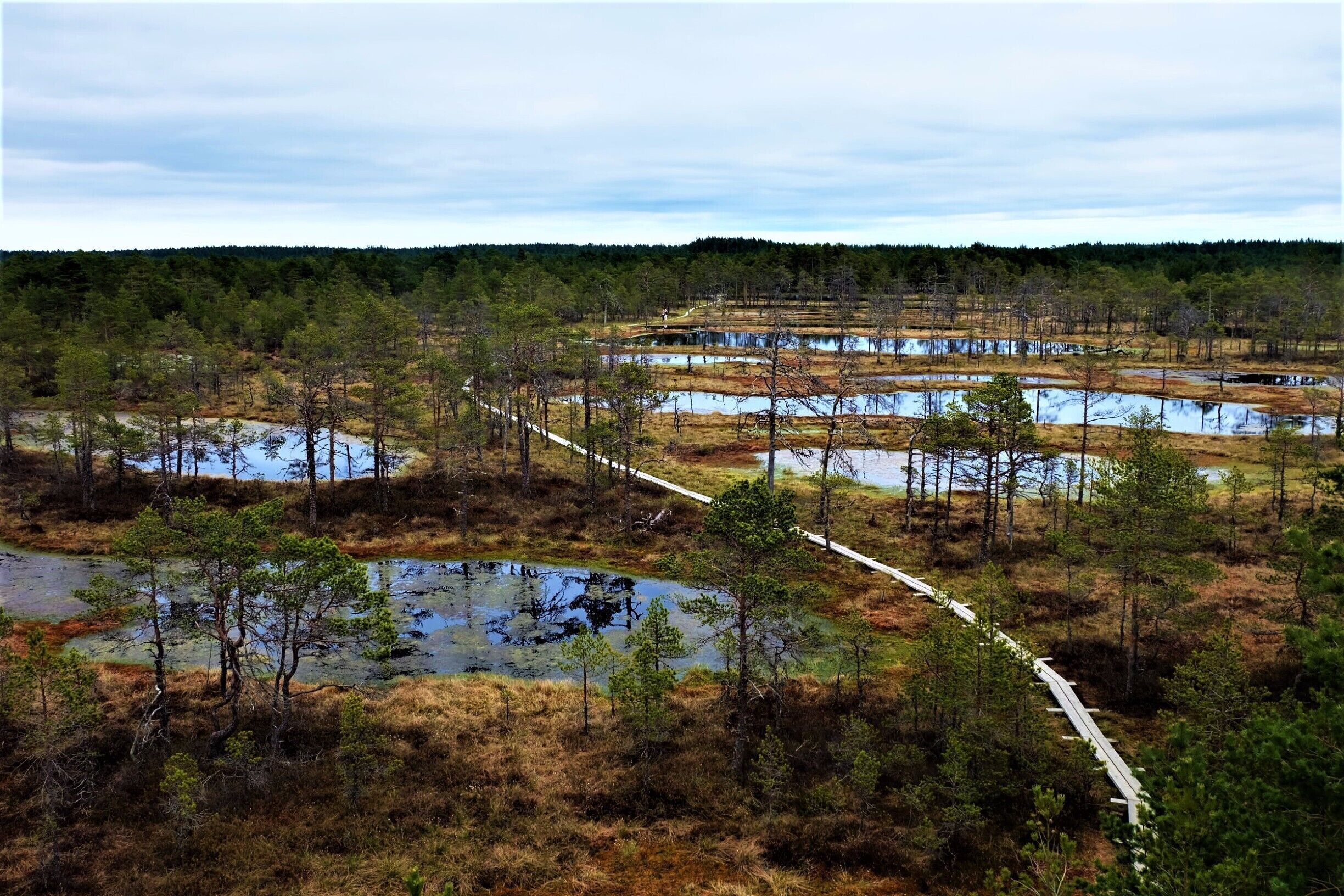 A wetland area with multiple ponds, a white boardwalk, and sparse trees.