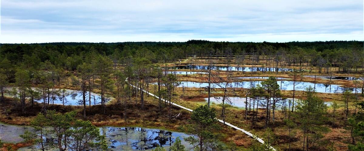 A wetland area with multiple ponds, a white boardwalk, and sparse trees.