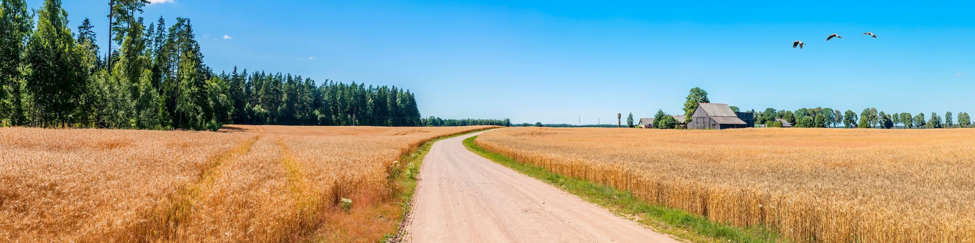 Panoramic image. Countryside landscape with gravel road among field with ripening and ready for harvest cereals or wheat, Agriculture in Baltic region