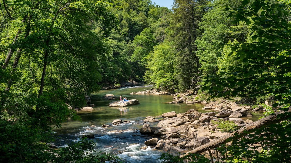 A river flowing through a forest with rocks and trees.