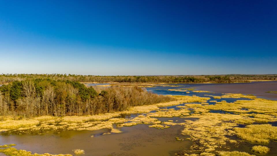 A river surrounded by marshland and a dense forest.