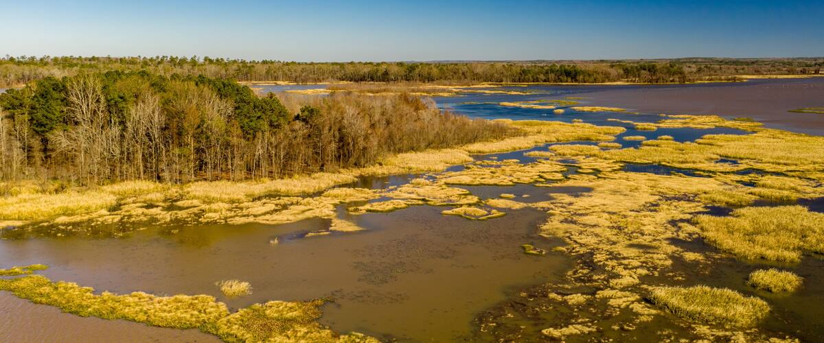A river surrounded by marshland and a dense forest.