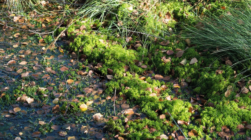 Sphagnum fallax - Dosenmoor