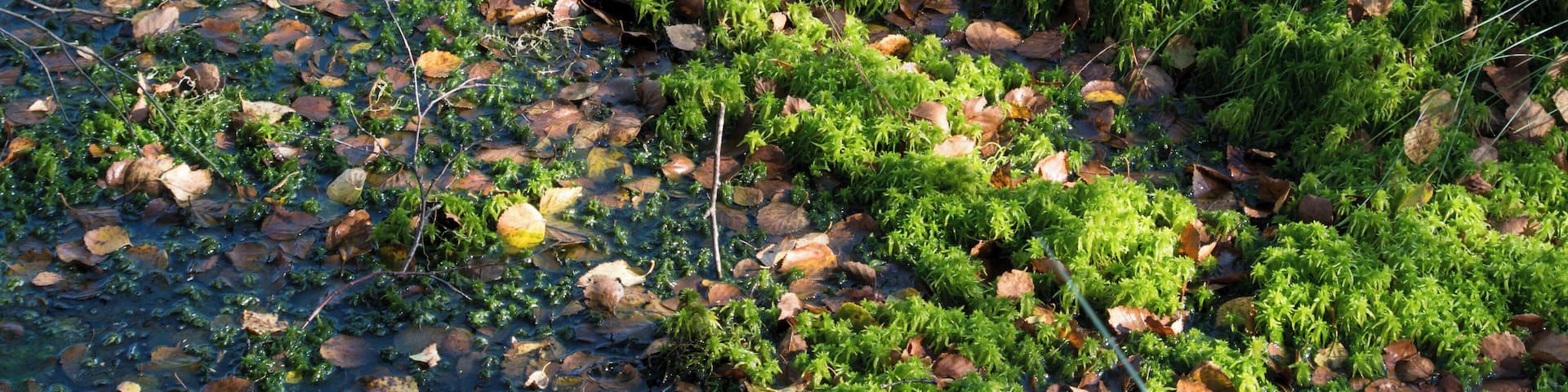 Sphagnum fallax - Dosenmoor