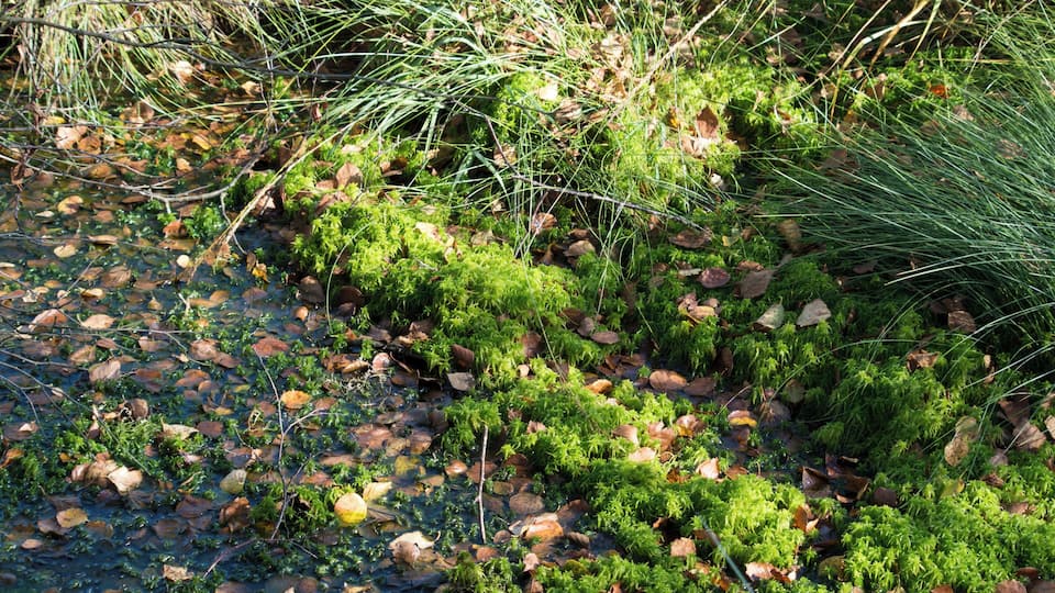 A stream with rocks and green moss.