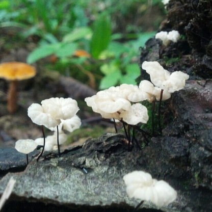 Delicate white almost translucent caps on spindly black stalks. A meatier orange counterpart lurks in the background.