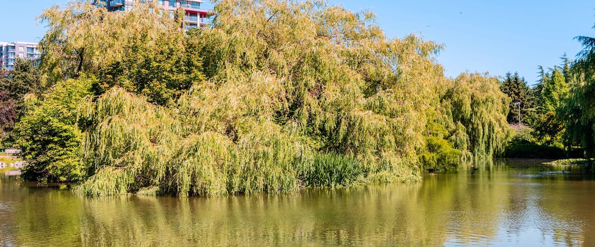 summer park near a pond with floating ducks, green trees, a multi-storey building