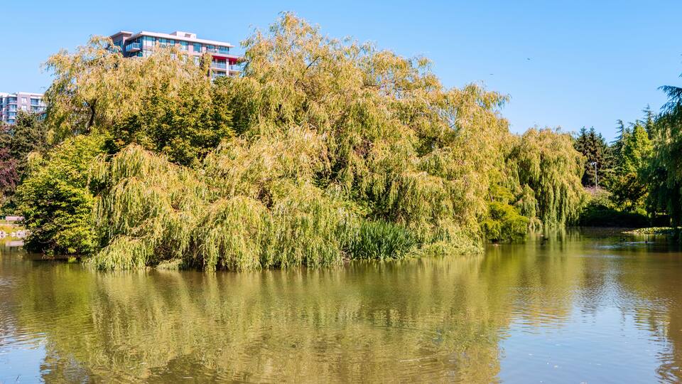 summer park near a pond with floating ducks, green trees, a multi-storey building