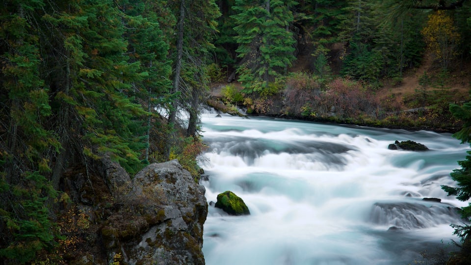 A fast-flowing river surrounded by dense forest and rocky terrain.