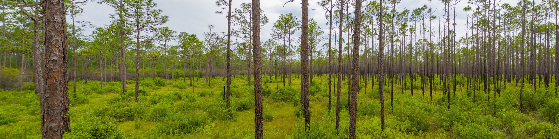 A dense forest with tall pine trees and lush green undergrowth.