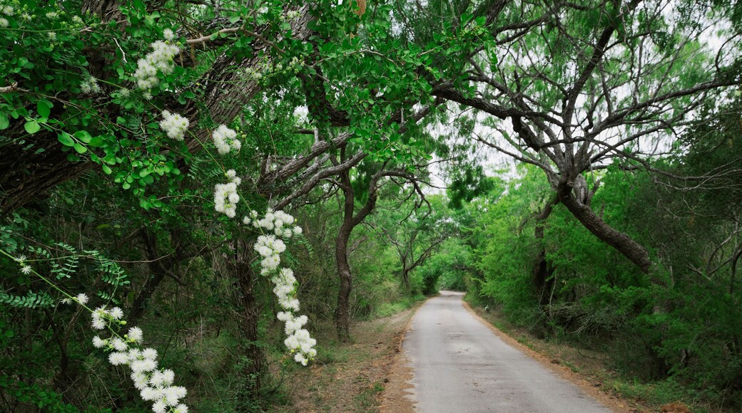 Sentiero Tropicale del Texas
