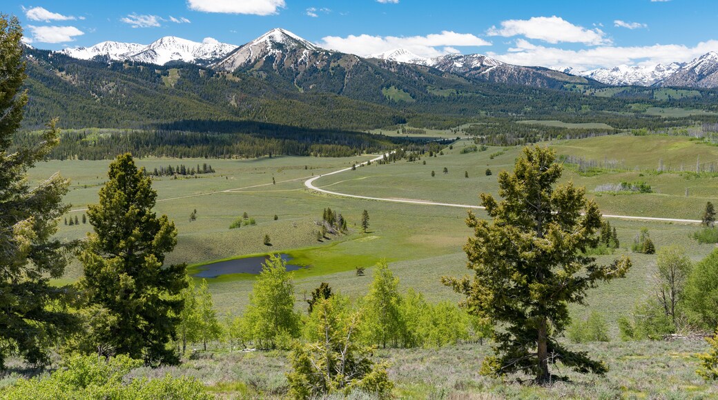 Camino Escénico del Pino Ponderosa