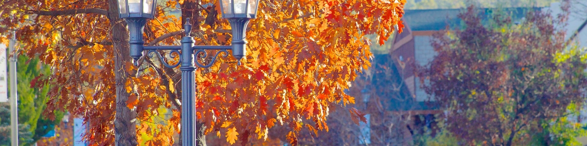 Eine Straße gesäumt von Herbstbäumen und Straßenlaternen.