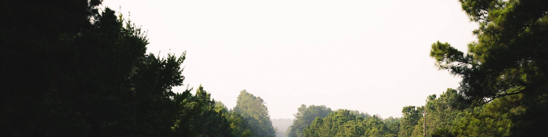 Rural road on the Texas - Louisiana border; Shutterstock ID 1160377165; purchase_order: SP-2792; Order: ; client: ; job: Q1 Scenic Routes Purchasing