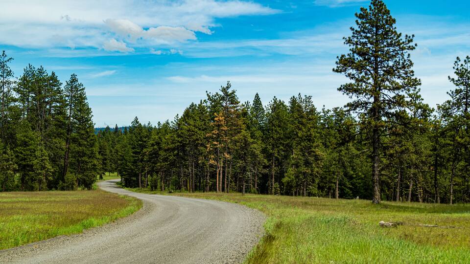 A gravel road curving through a forest with tall pine trees.