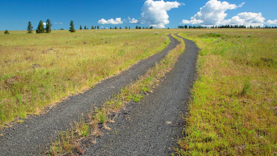 A rural dirt road winding through a grassy field with scattered trees under a clear blue sky.