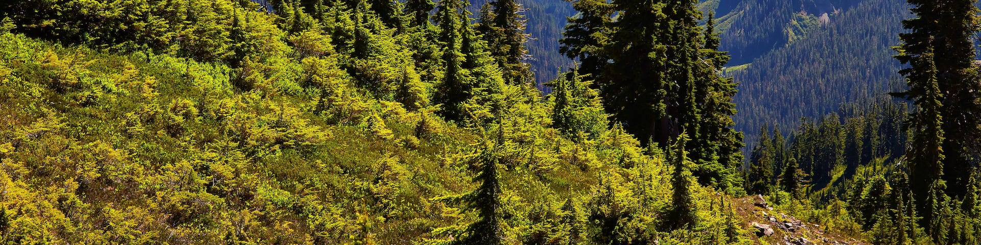 View toward Baker Lake and the North Cascades region from the Chain Lakes trail located near the Mount Baker highway in northern Washington