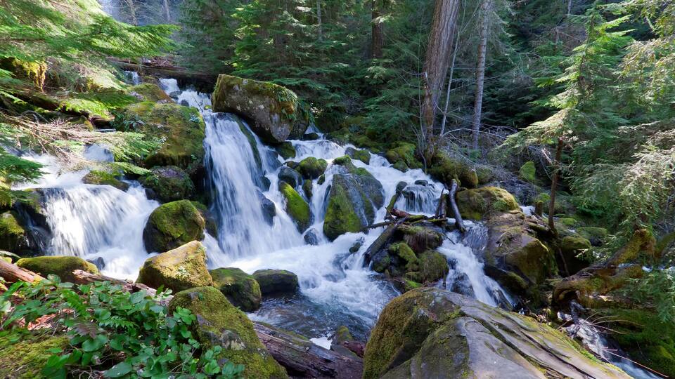 A forested area with a cascading waterfall surrounded by moss-covered rocks and dense green foliage.