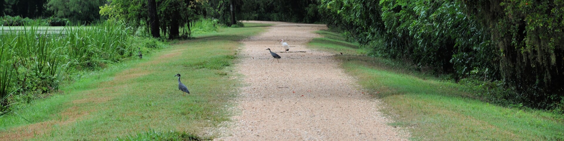 A gravel path flanked by lush greenery and trees.